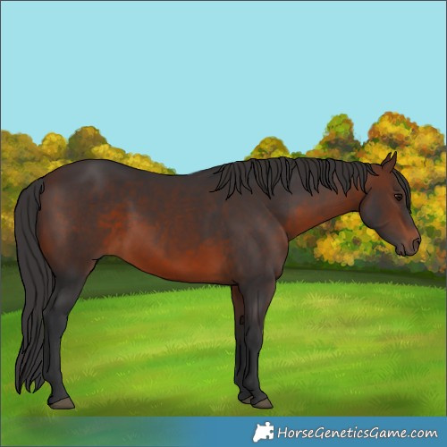 Horse Color:Brown 