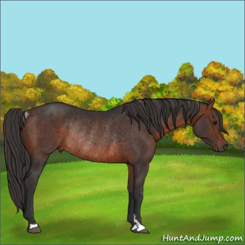 Horse Color:Brown Rabicano