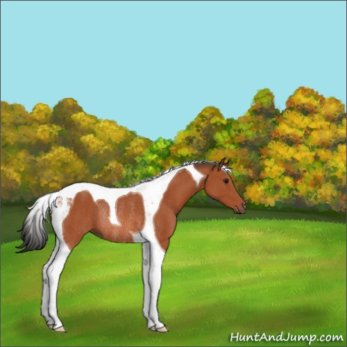 Horse Color:Brown Tobiano Rabicano