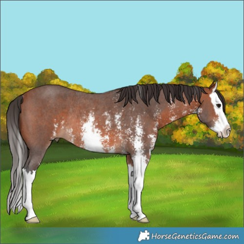 Horse Color:Bay Sabino Splash Rabicano