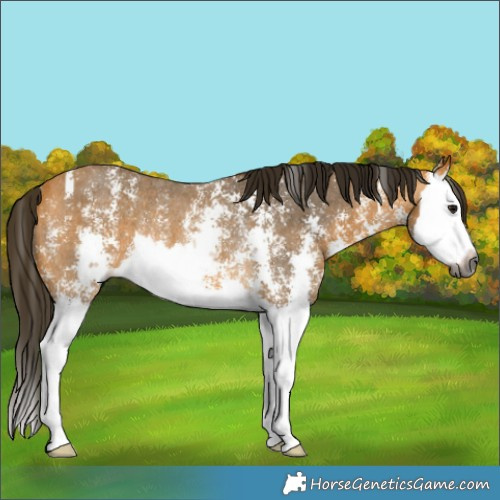 Horse Color:Gray Buckskin Sabino Splash Rabicano 