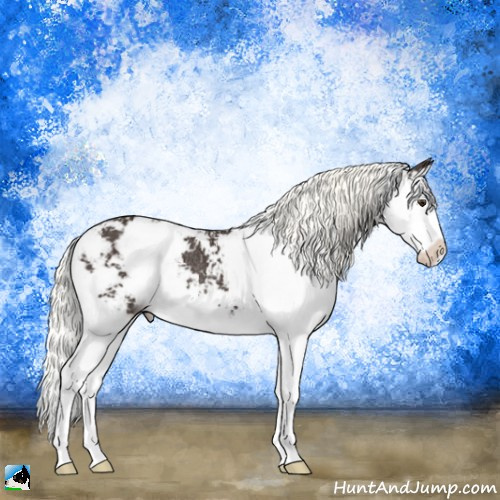 Horse Color:Liver Chestnut Mushroom Sabino Splash Rabicano 