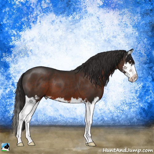 Horse Color:Liver Chestnut Splash 
