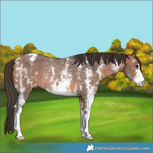 Horse Color:Bay Sabino Appaloosa Rabicano