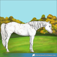 Horse Color:Silver Bay Sabino Splash Rabicano