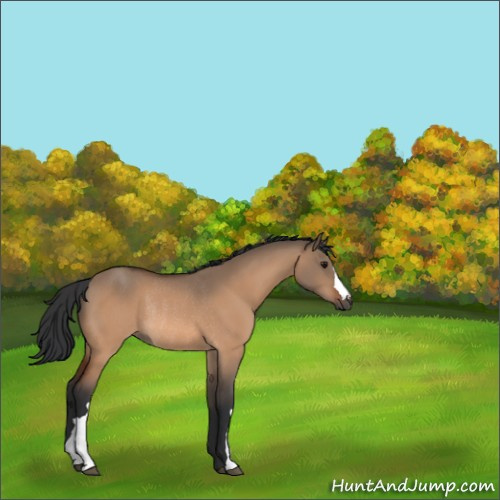 Horse Color:Bay Dun Rabicano 