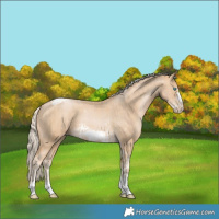 Horse Color:Chocolate Palomino Pearl Sabino Tobiano Frame  and Palomino Pearl Sabino Tobiano Frame 