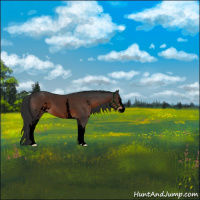 Horse Color:Void White Spotted Liver Chestnut Sabino Rabicano