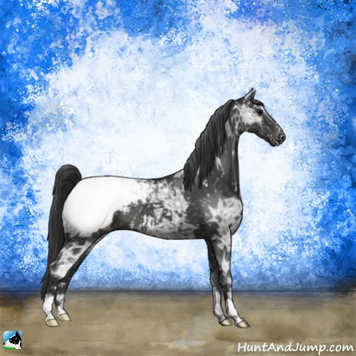 Horse Color:Black Ice Appaloosa Rabicano 