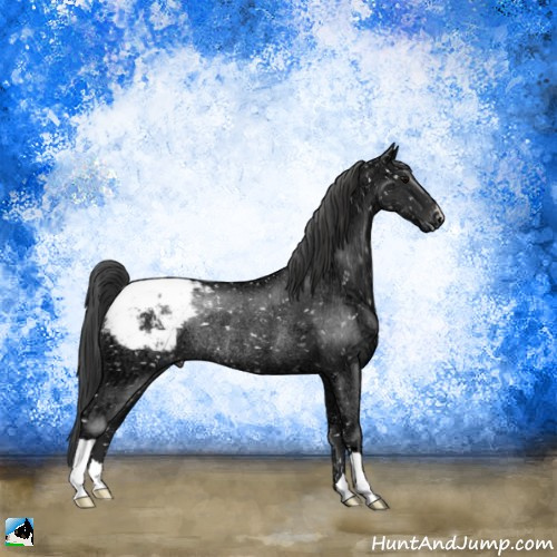 Horse Color:Black Ice Appaloosa Rabicano 