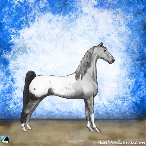 Horse Color:Black Appaloosa Rabicano 