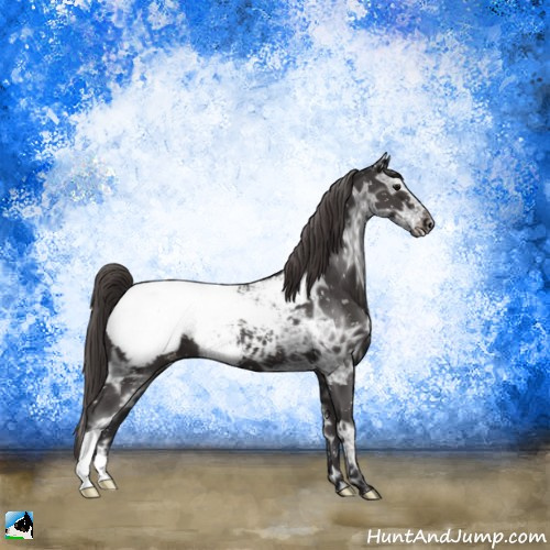 Horse Color:Smoky Black Ice Appaloosa 