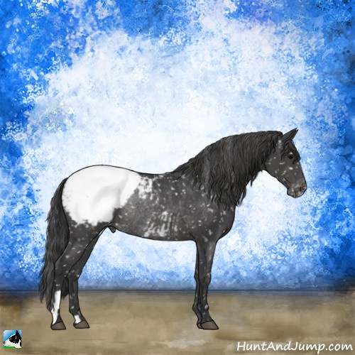 Horse Color:Black Appaloosa Rabicano 
