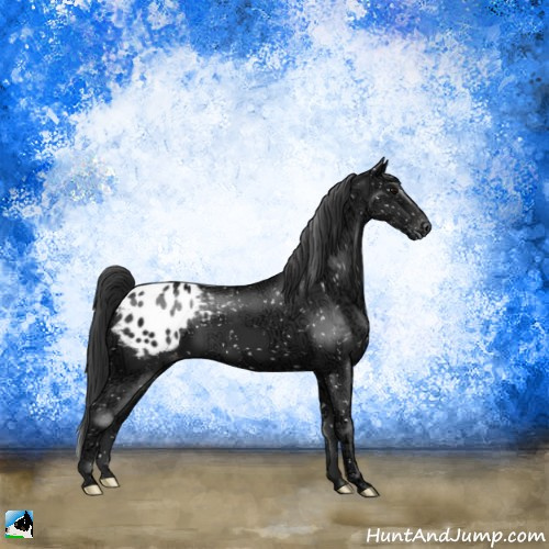 Horse Color:Black Ice Appaloosa 