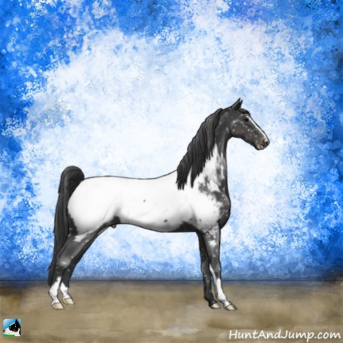 Horse Color:Black Sabino Appaloosa 