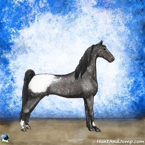 Horse Color:Black Appaloosa Rabicano 