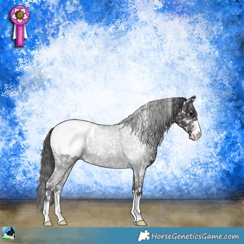 Horse Color:Black Appaloosa Rabicano 