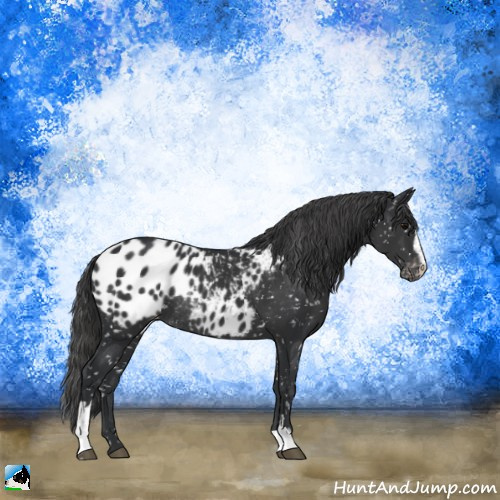 Horse Color:Black Mushroom Sabino Appaloosa Rabicano 