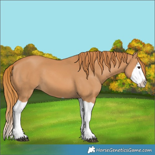 Horse Color:Chestnut Splash 
