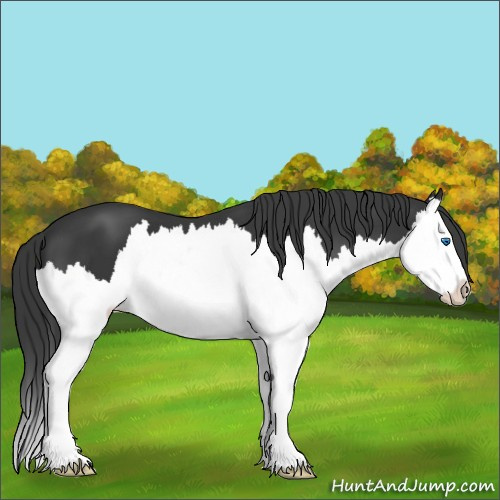 Horse Color:Black Splash 