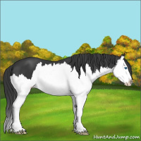 Horse Color:Black Splash