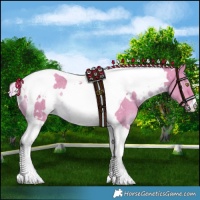 Horse Color:Watercolor White Spotted Chocolate Palomino Dun Tobiano Rabicano Brindle 