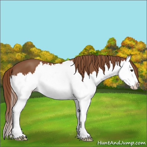 Horse Color:Chestnut Splash 