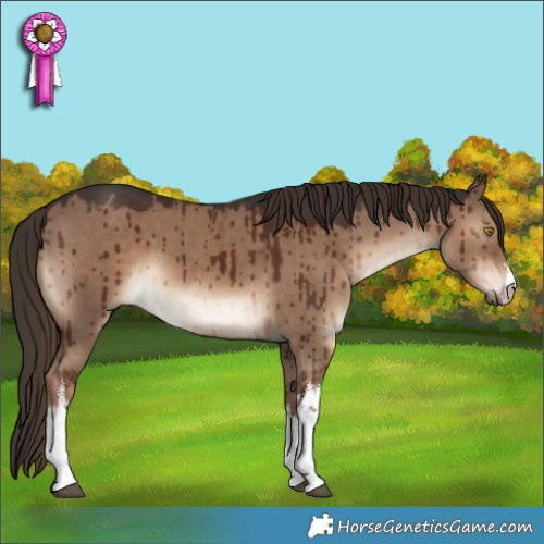 Horse Color:White Spotted Liver Red Dun Brindle 