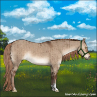Horse Color:Liver Red Dun Brindle 