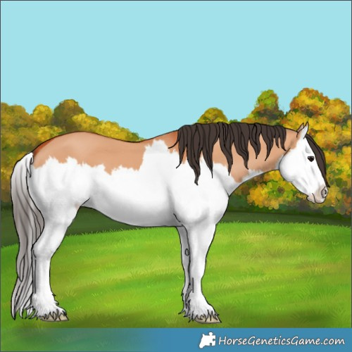 Horse Color:Bay Dun Splash 