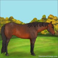 Horse Color:Brown 