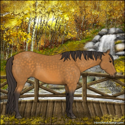 Horse Color:Buckskin