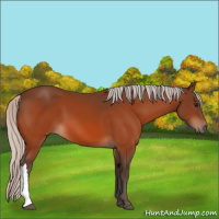 Horse Color:Silver Bay 