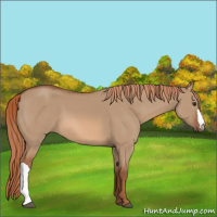 Horse Color:Red Dun 