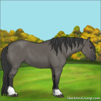 Horse Color:Grullo Tobiano