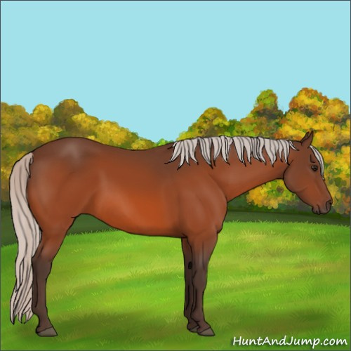 Horse Color:Silver Bay 