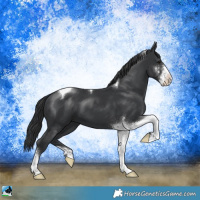 Horse Color:Black Sabino Tobiano
