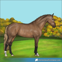 Horse Color:Gray Liver Red Dun Rabicano 