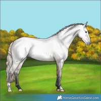 Horse Color:Gray Liver Red Dun Rabicano 
