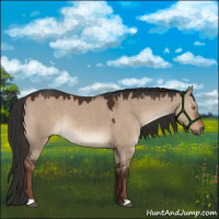 Horse Color:Liver Red Dun 