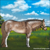 Horse Color:White Spotted Liver Red Dun Brindle 