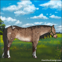 Horse Color:White Spotted Liver Red Dun Brindle 