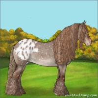 Horse Color:Liver Red Dun Roan Appaloosa Rabicano 