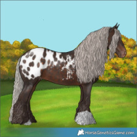 Horse Color:Silver Brown Appaloosa 