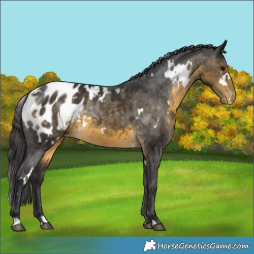 Horse Color:White Spotted Buckskin Appaloosa 
