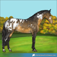 Horse Color:White Spotted Buckskin Appaloosa 