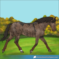 Horse Color:Liver Red Dun Brindle 