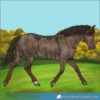 Horse Color:Liver Red Dun Brindle 