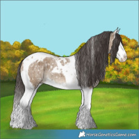 Horse Color:Liver Red Dun Splash Tobiano Appaloosa Brindle