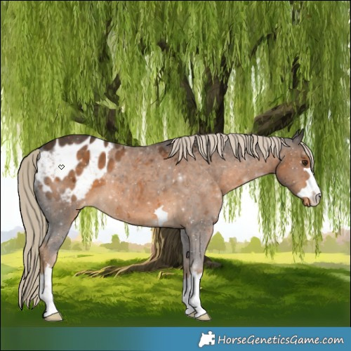 Horse Color:Chocolate Palomino Appaloosa 
